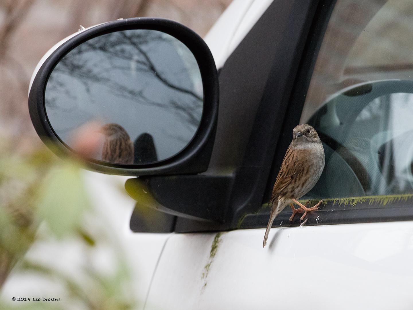 Heggenmus-20190222g1440YSXX4735acrfb.jpg