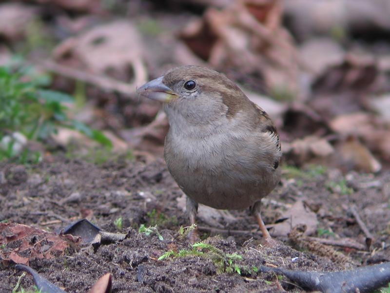 Huismus-20080223-d.jpg