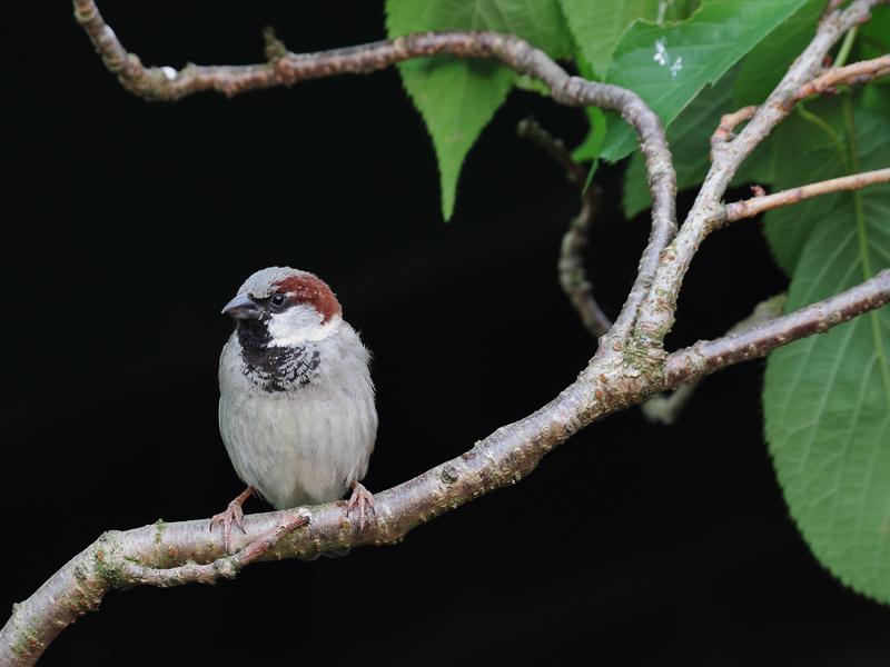 Huismus-20110517IMG_2907a.jpg