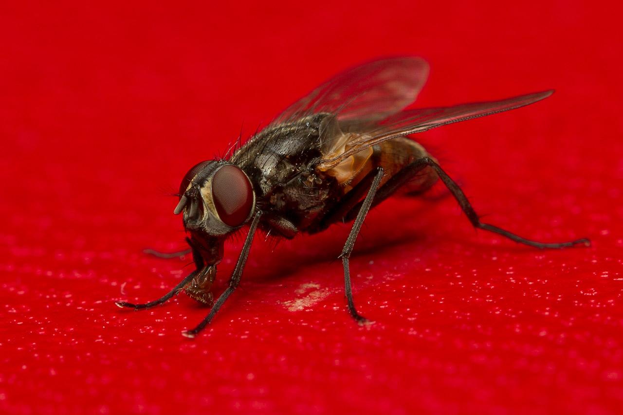 Huisvlieg Musca domestica -20120807g1280IMG_8075a.jpg