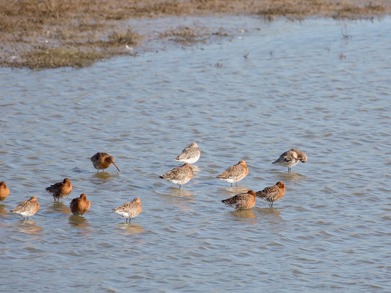 IJslandse-grutto-Limosa-limosa-islandica-20160421g12807X1A4267a.jpg