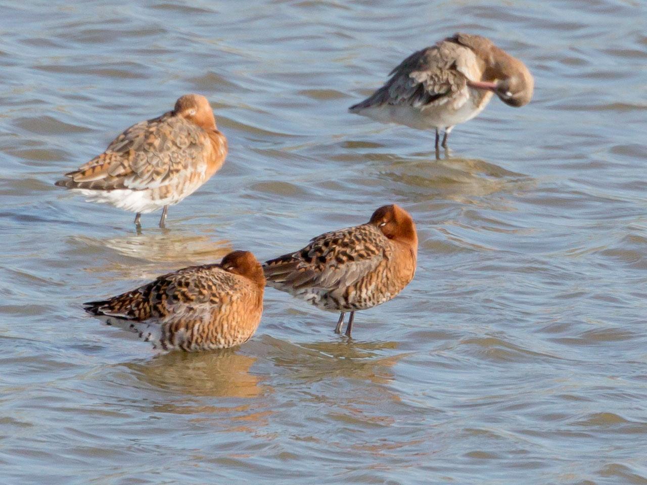 IJslandse-grutto-Limosa-limosa-islandica-20160421g12807X1A4267d.jpg