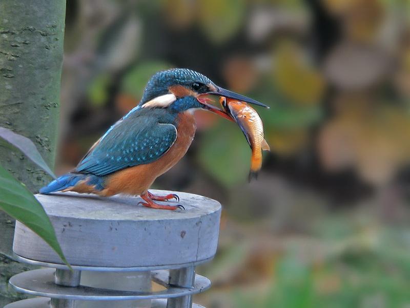 IJsvogel-20081111_a64030x_012v.jpg