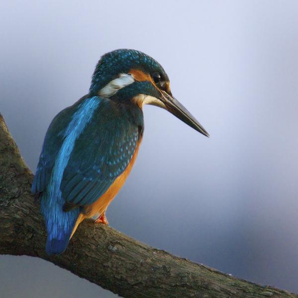 IJsvogel-20090822P1070671iso320b.jpg