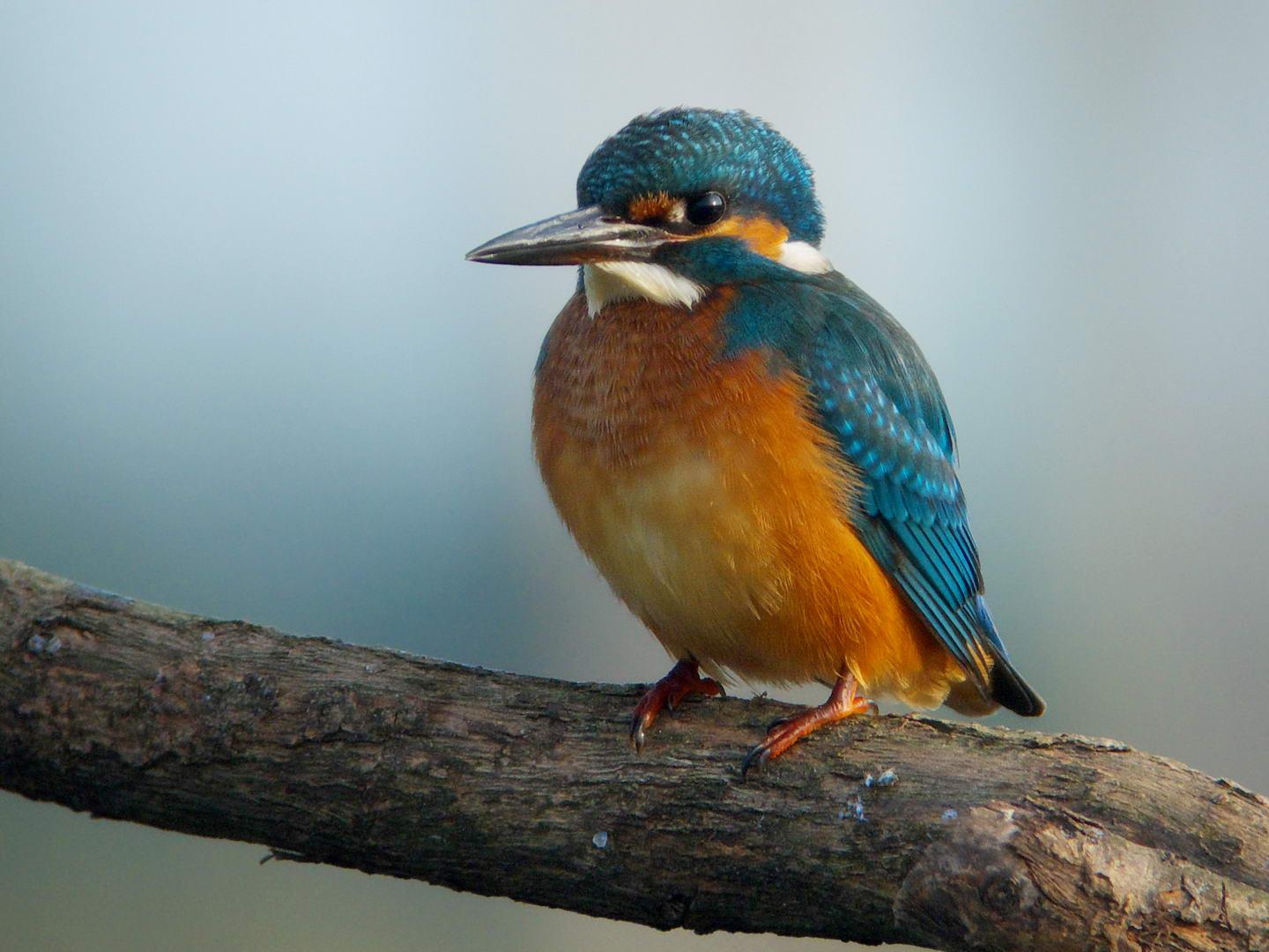 IJsvogel-20090822P1070759wedstrijd.jpg