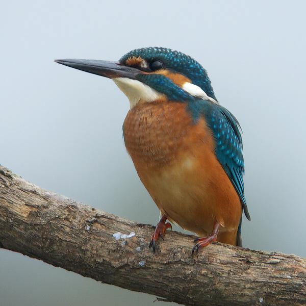 IJsvogel-20090824P1070879a.jpg