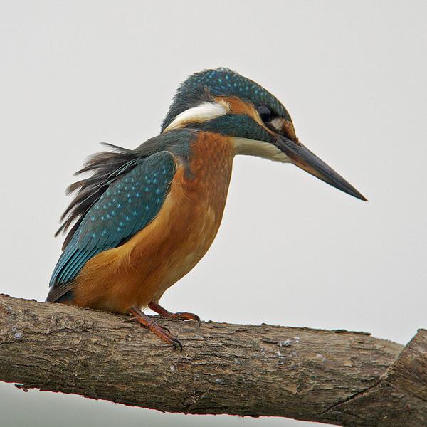 IJsvogel-20090826P1070938a.jpg