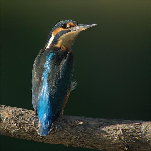 IJsvogel-20090827P1080093g.jpg