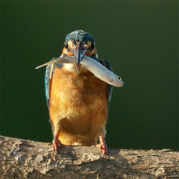 IJsvogel-20090827P1080126a.jpg