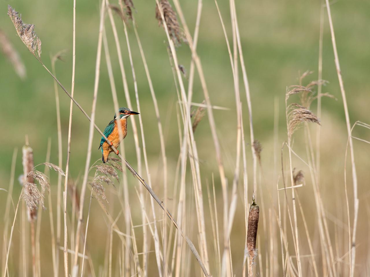 IJsvogel-20170311g1280YSXX7328a.jpg