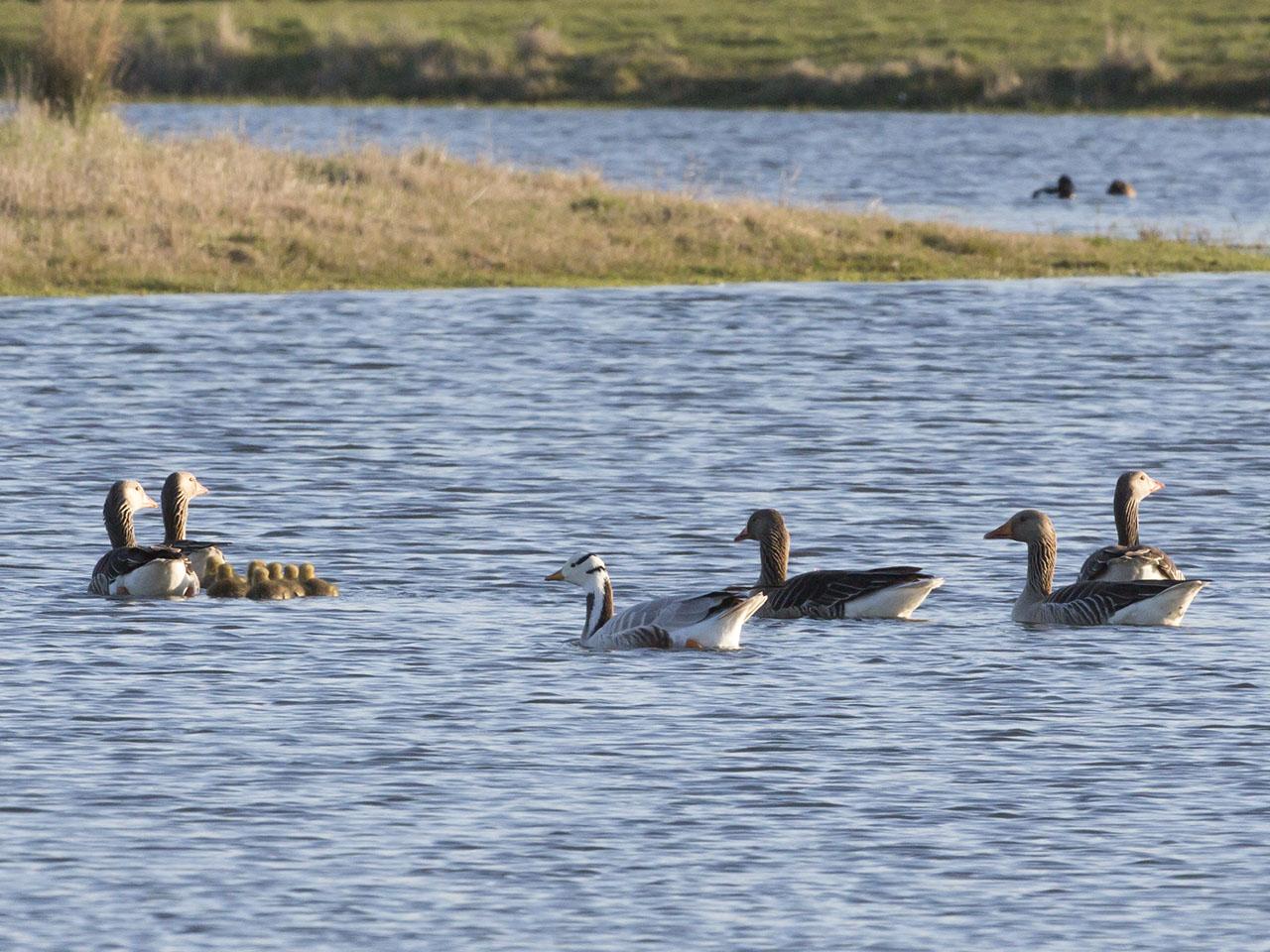 Indische gans 20160412g12807X1A3821a.jpg