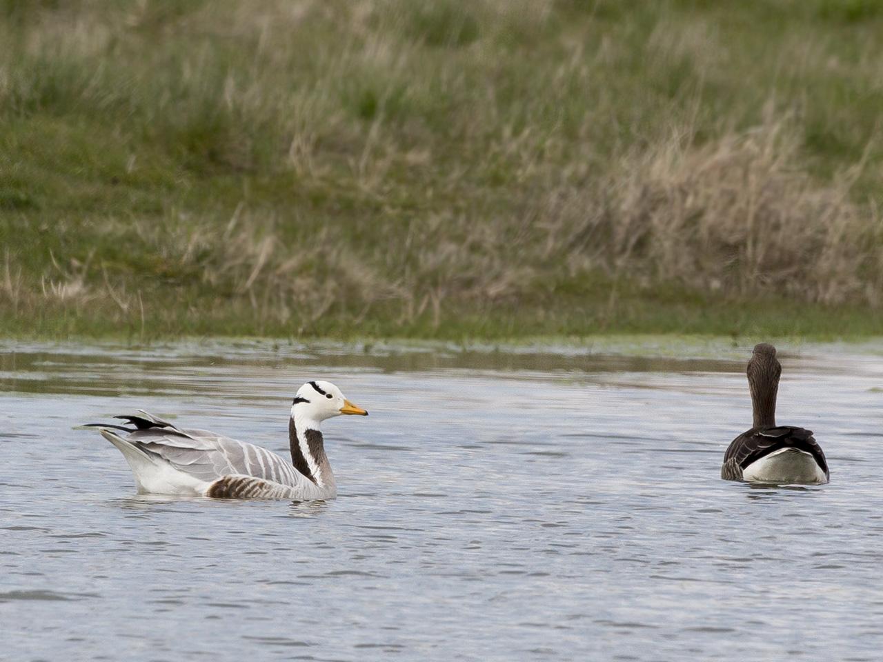 Indische gans Anser indicus 20160412g12807X1A4002a.jpg