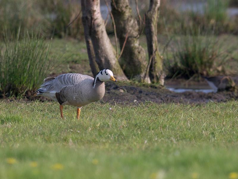 Indische-gans-20100427P1120762b.jpg