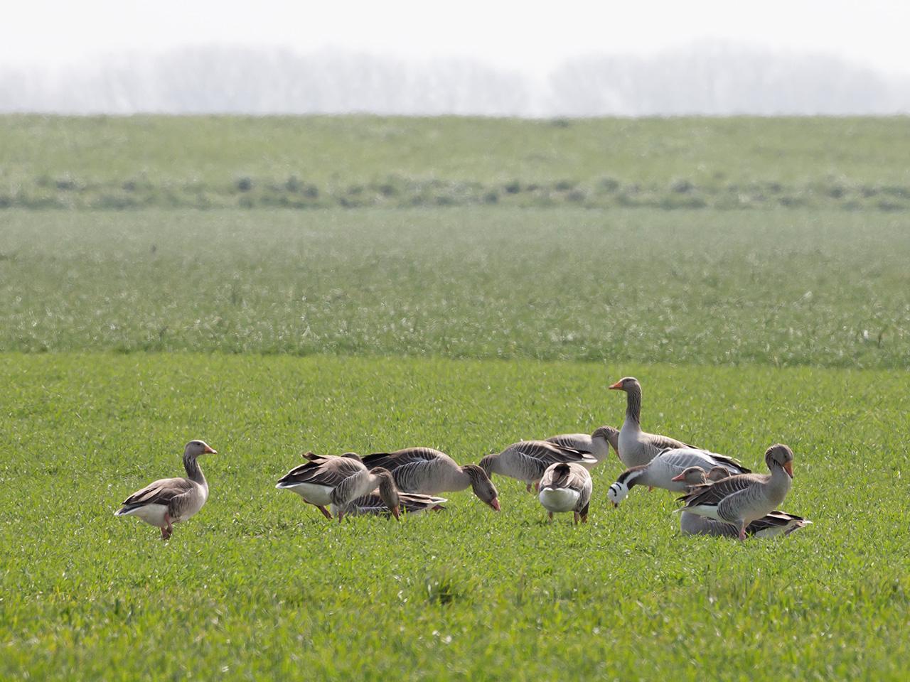 Indische-gans-20160421g12807X1A4400a.jpg