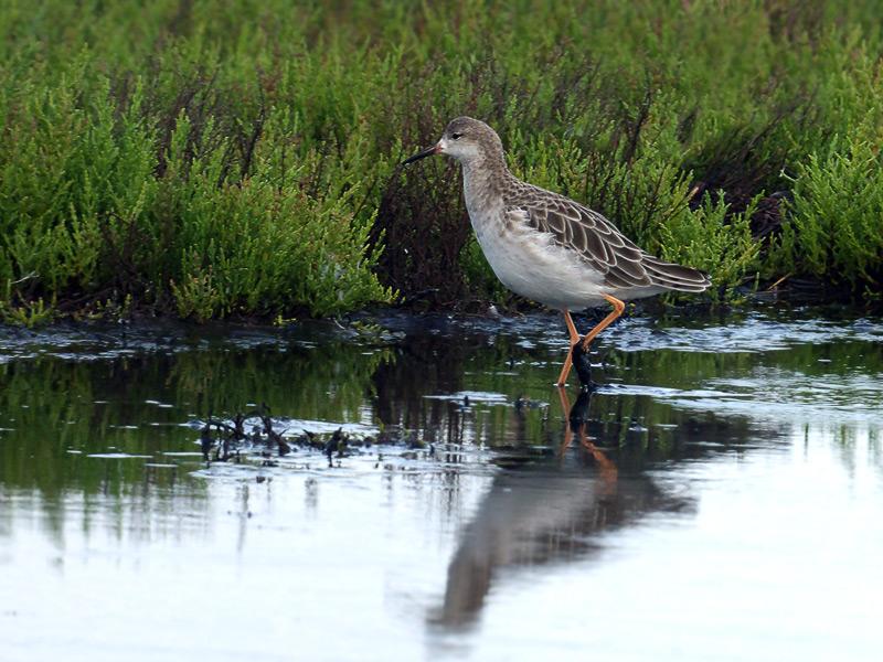 Kemphaan-20100821P1150044gg.jpg