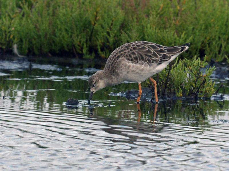 Kemphaan-20100821P1150051a.jpg