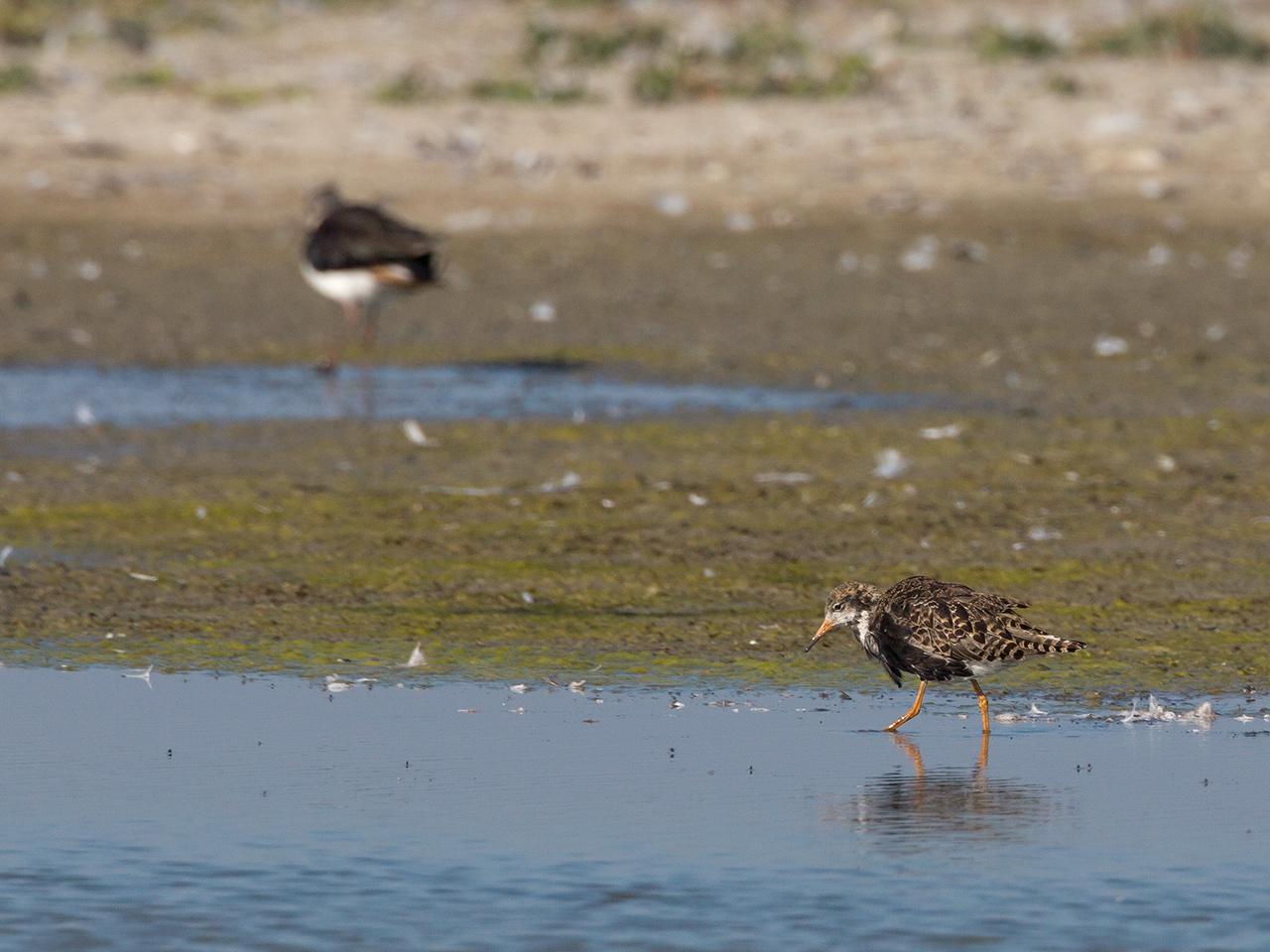 Kemphaan-20140703g12807X1A2198b.jpg