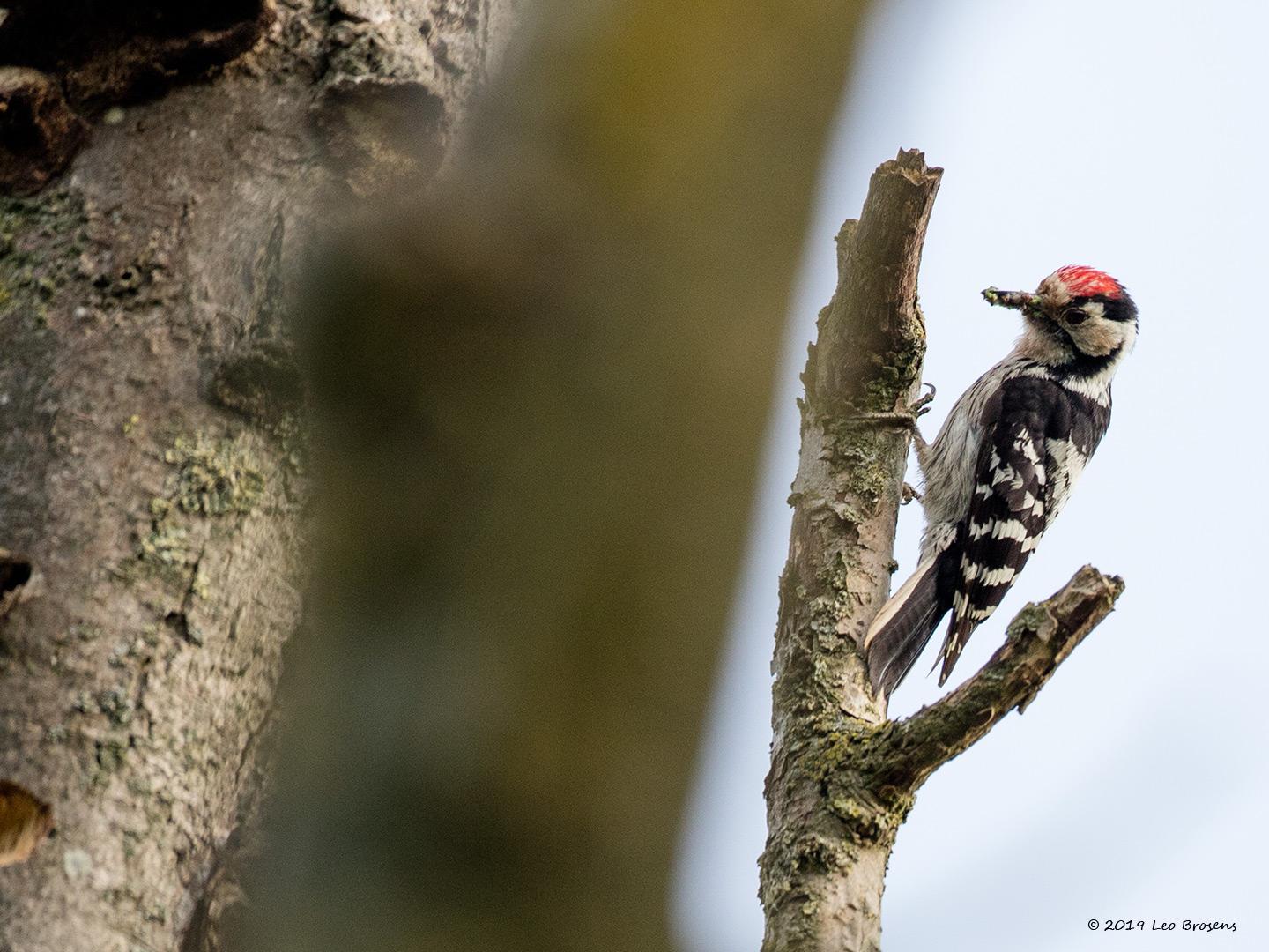 Kleine-bonte-specht-20190531g1440YSXX5451acrfb.jpg