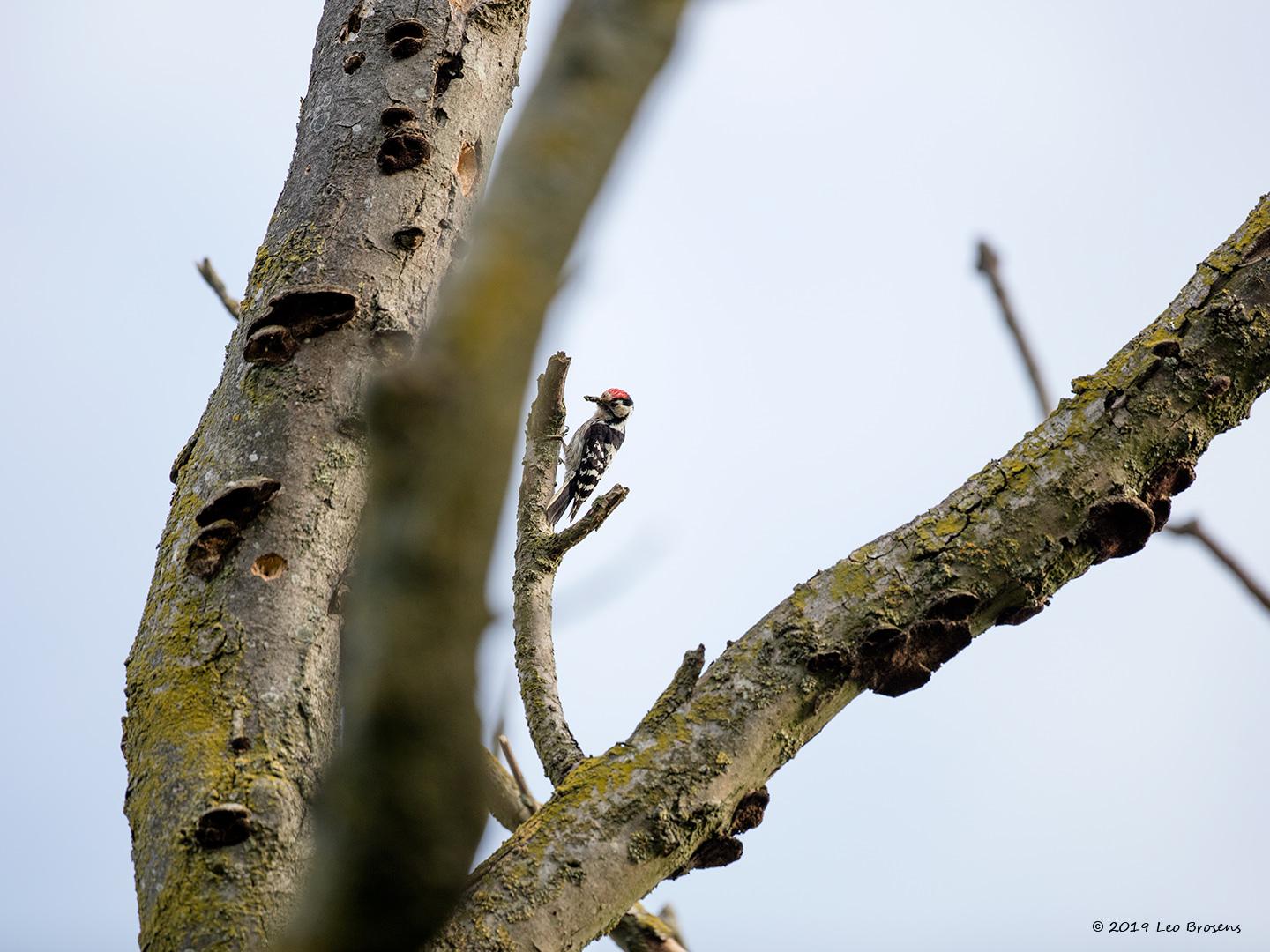 Kleine-bonte-specht-20190531gg1440YSXX5451acrfb.jpg