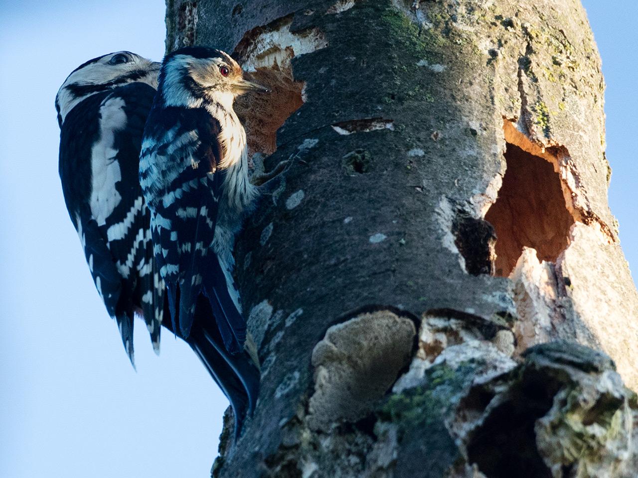 Kleine-bonte-specht-20190617g1280YSXX5787plus5738a.jpg