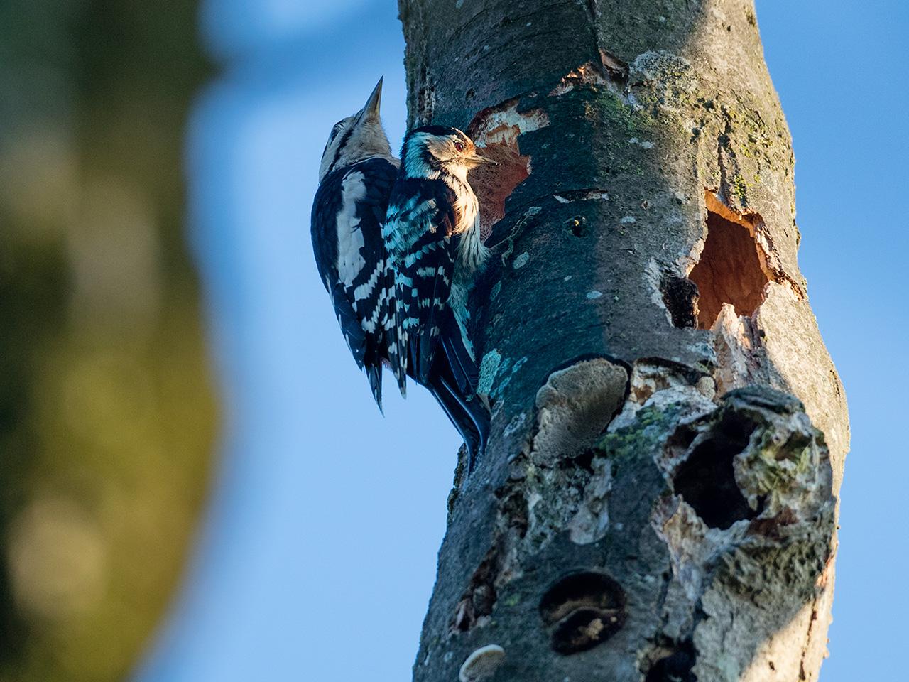 Kleine-bonte-specht-20190617g1280YSXX5789plus5738a.jpg