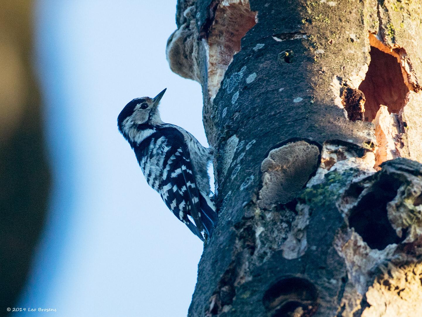 Kleine-bonte-specht-20190617g1440YSXX5727acrfb.jpg