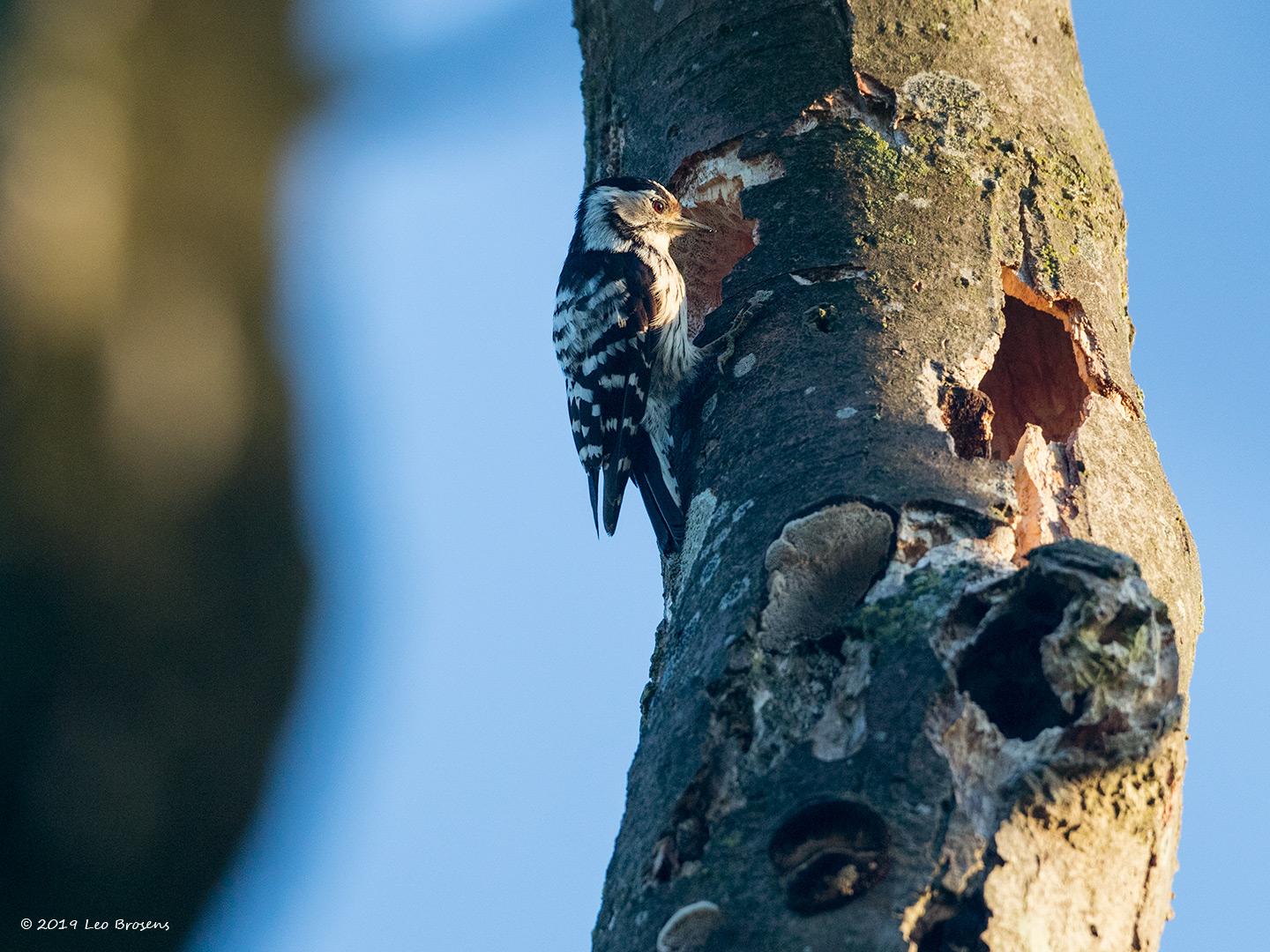 Kleine-bonte-specht-20190617g1440YSXX5738acrfb.jpg