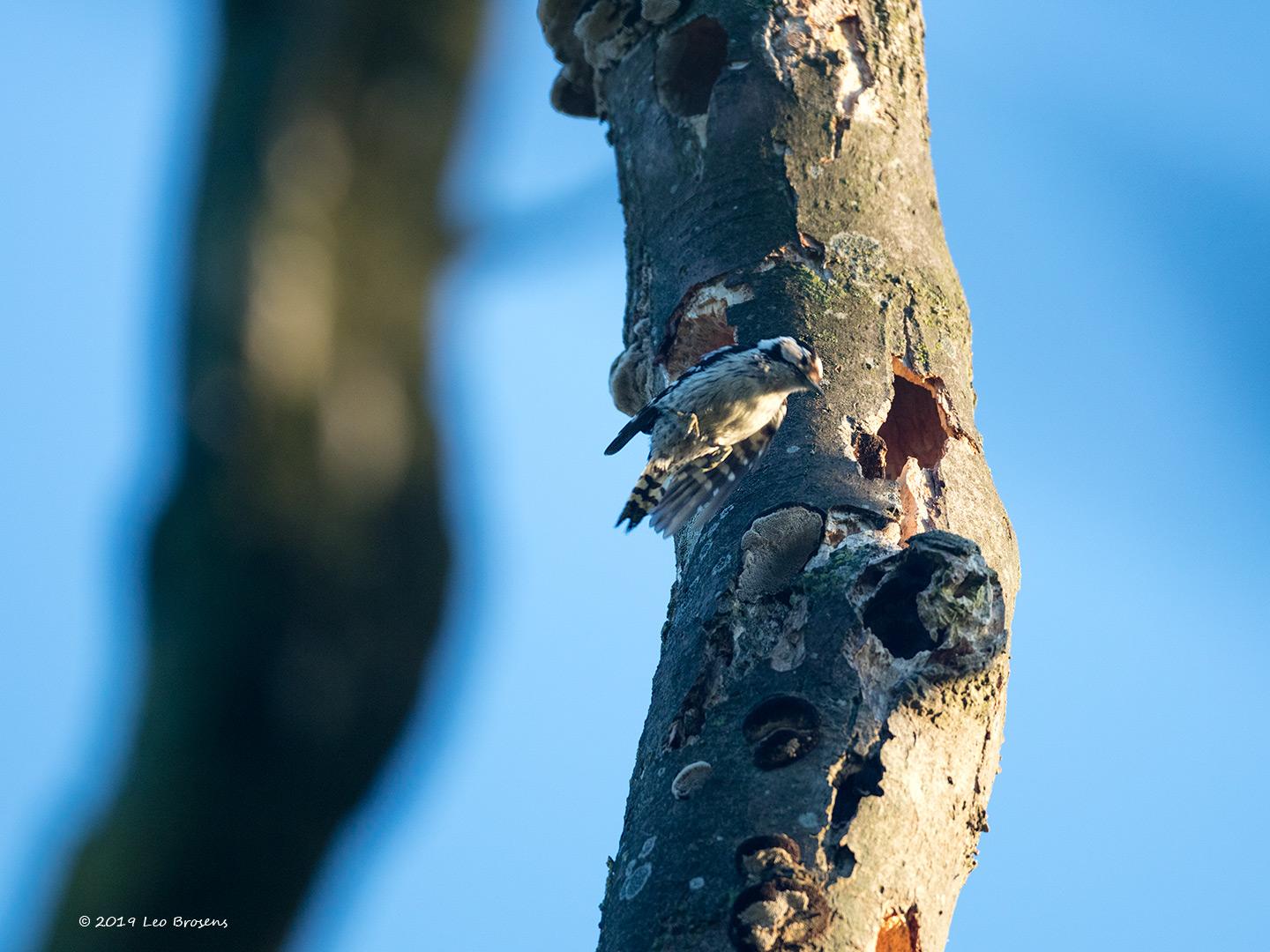 Kleine-bonte-specht-20190617g1440YSXX5741acrfb.jpg