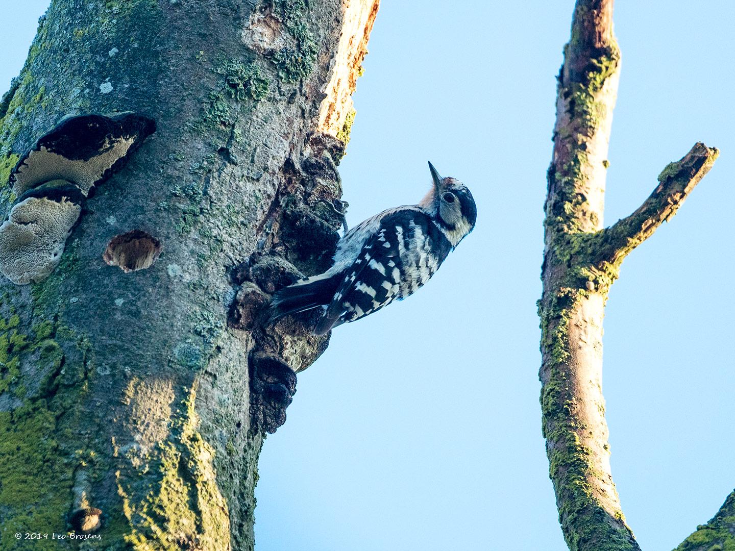 Kleine-bonte-specht-20190617g1440YSXX5743acrfb.jpg