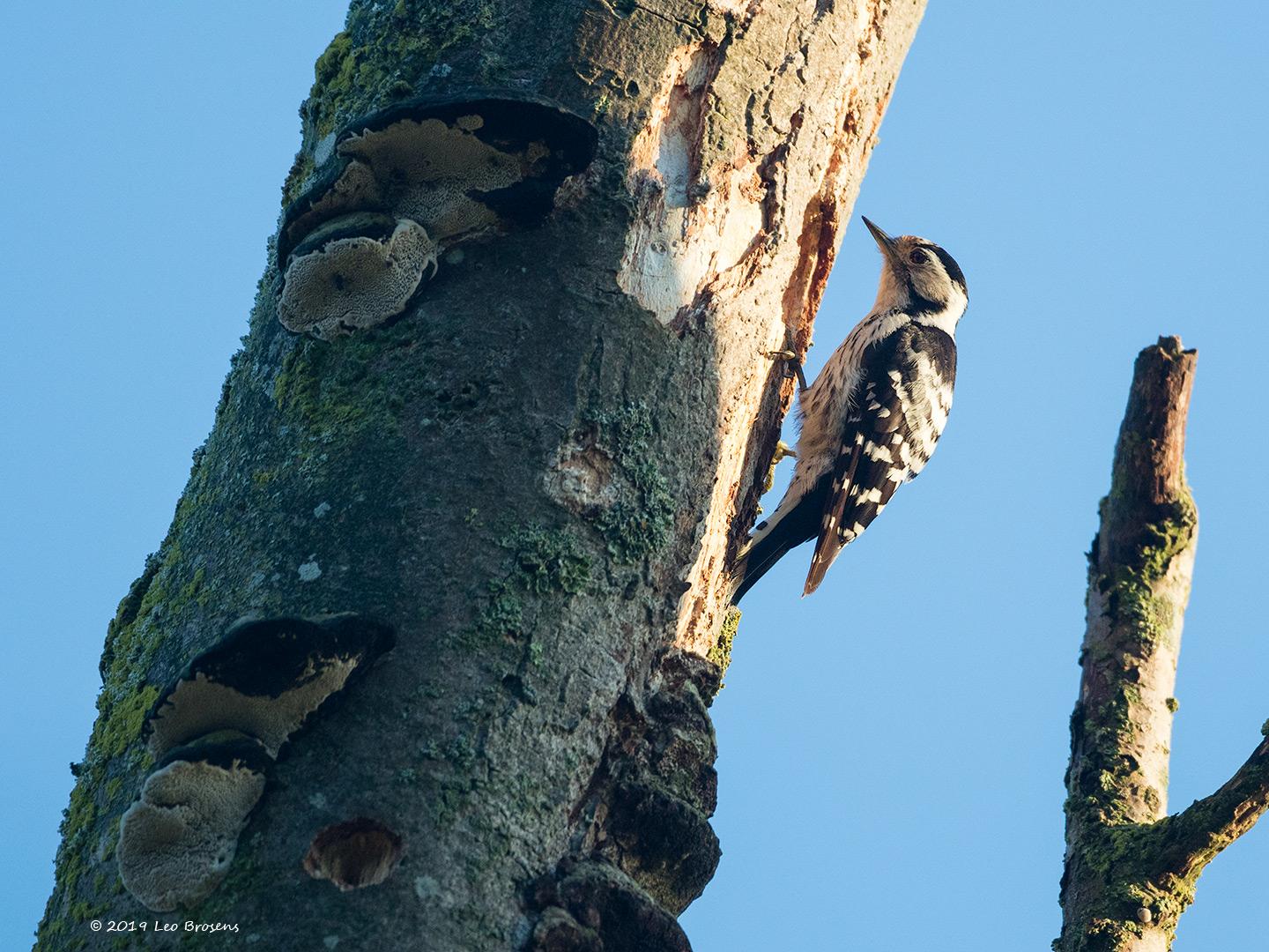 Kleine-bonte-specht-20190617g1440YSXX5748acrfb.jpg