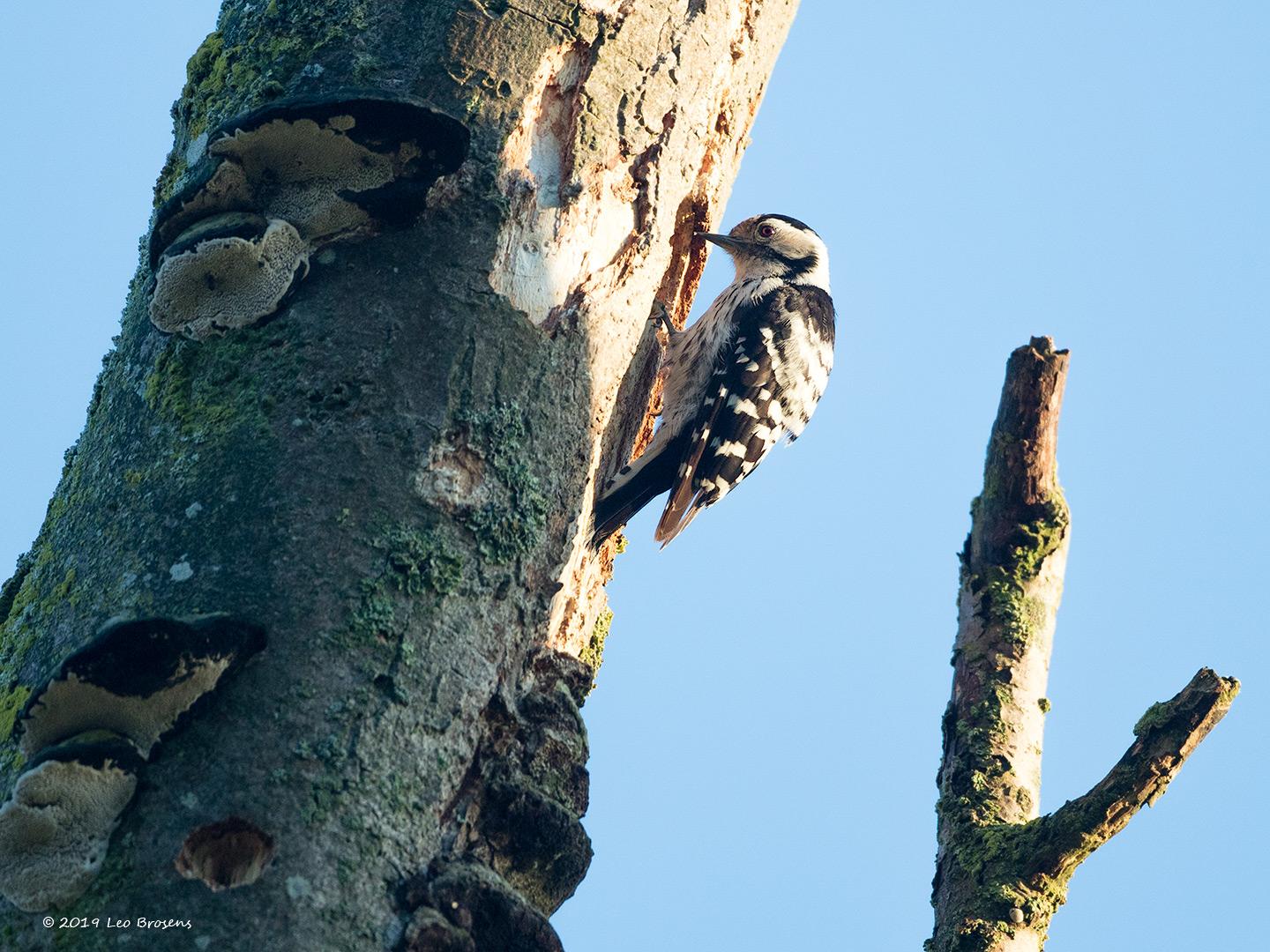 Kleine-bonte-specht-20190617g1440YSXX5752acrfb.jpg