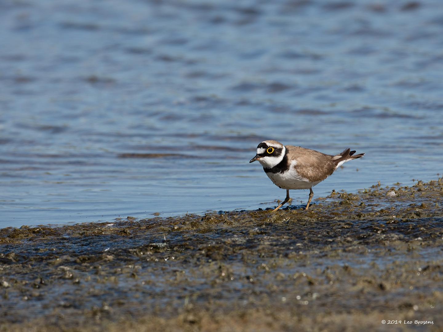 Kleine-plevier-20190514g1440YSXX4876acrfb.jpg