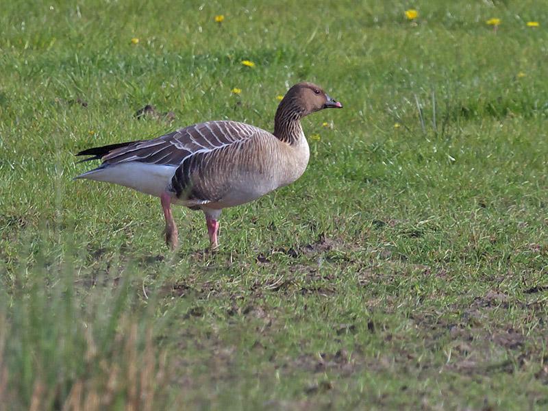 Kleine-rietgans-20100427P1120776a.jpg