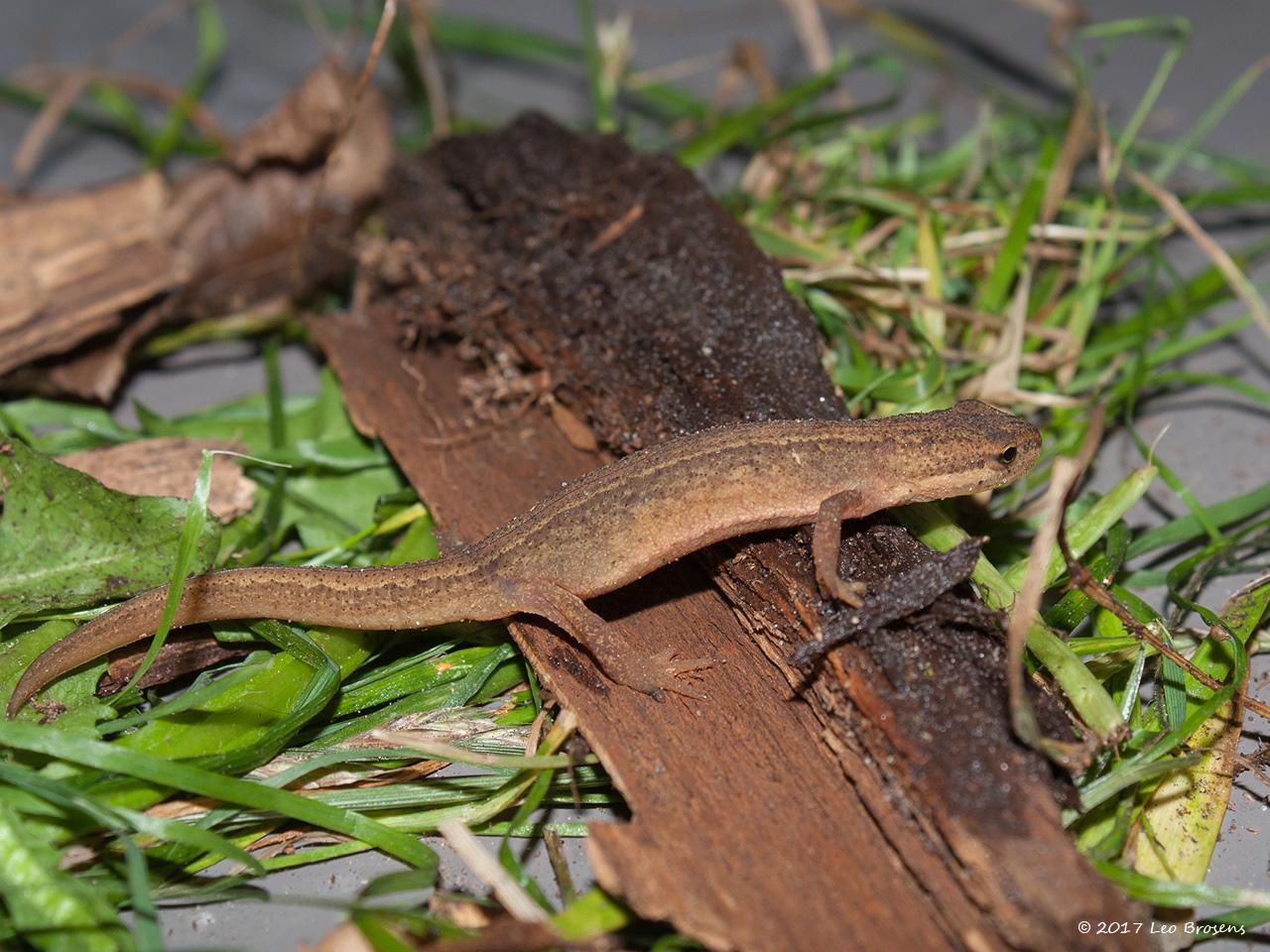 Kleine-watersalamander-20171015g1280IMG_5594acrfb.jpg