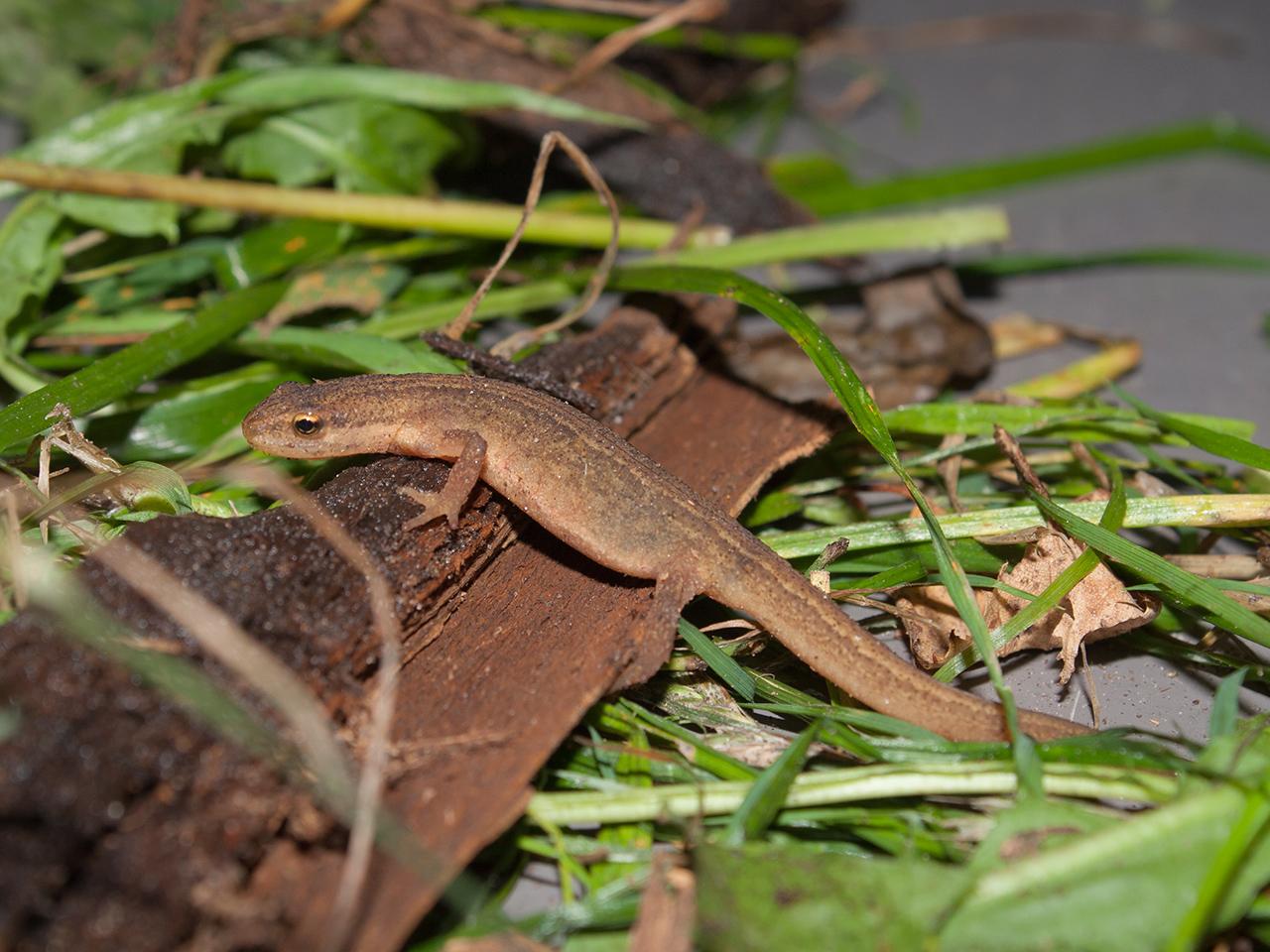 Kleine-watersalamander-20171015g1280IMG_5596a.jpg