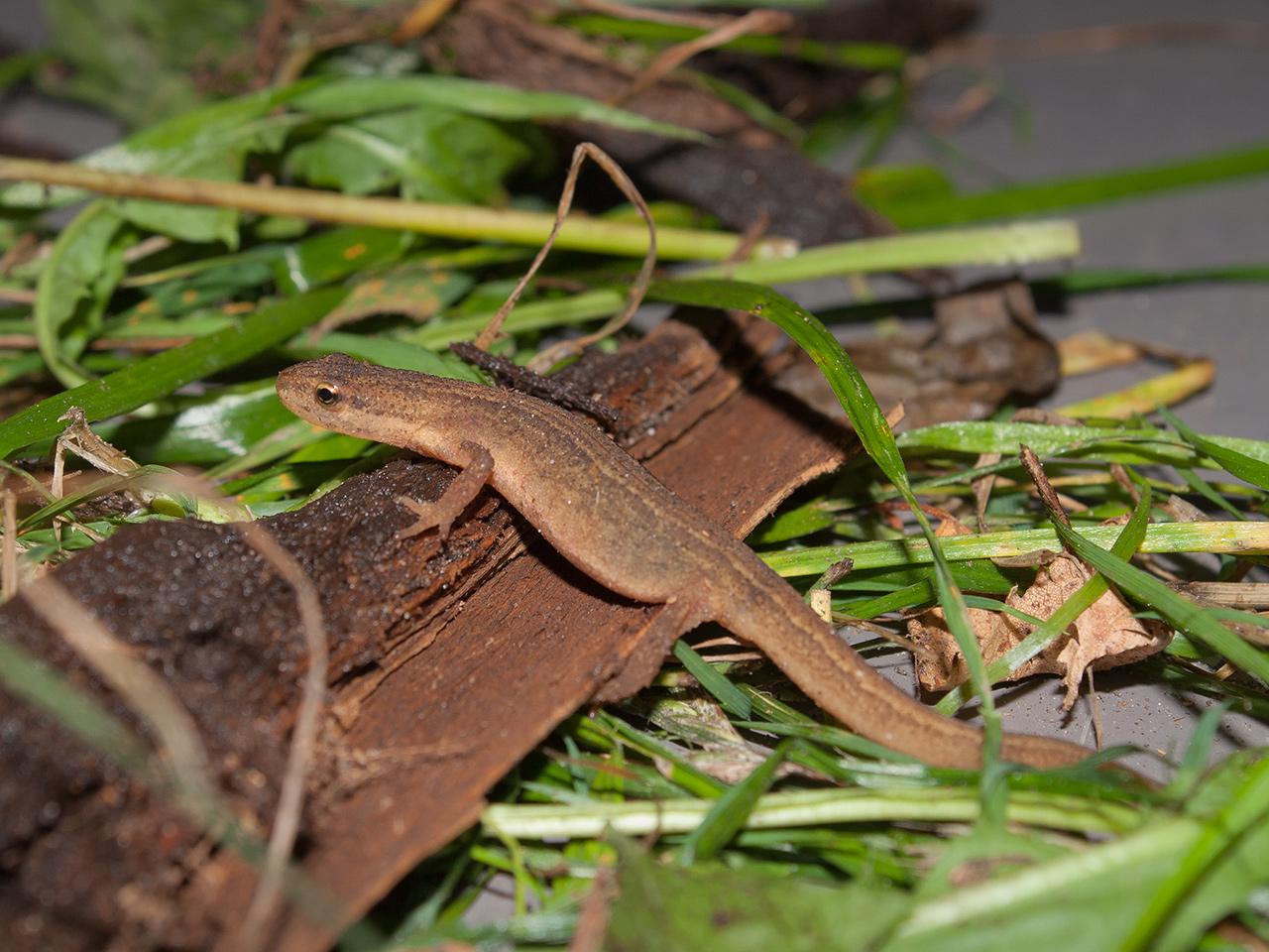 Kleine-watersalamander-20171015g1280IMG_5597a.jpg