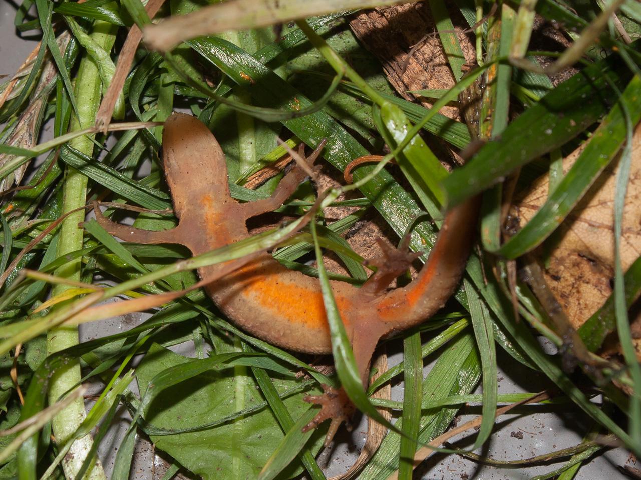 Kleine-watersalamander-20171015g1280IMG_5603a.jpg