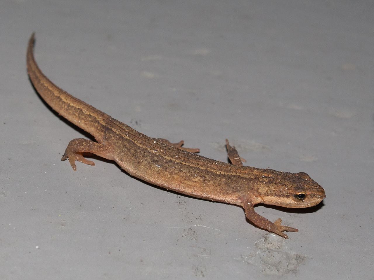 Kleine-watersalamander-20171015g1280IMG_5607a.jpg