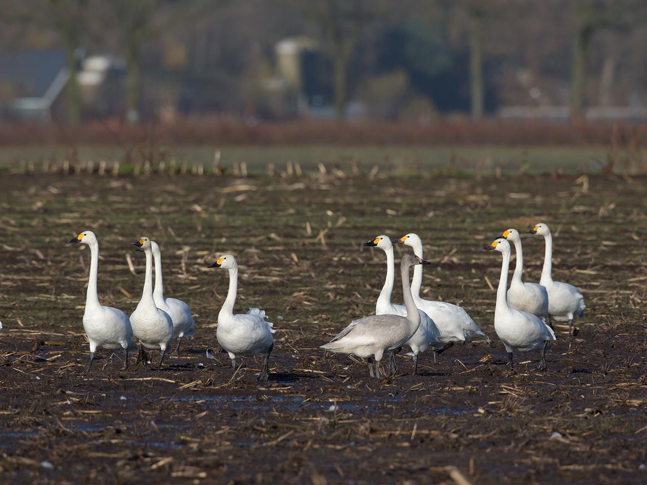 Kleine-wilde-zwaan-20131130g12807X1A9842a.jpg