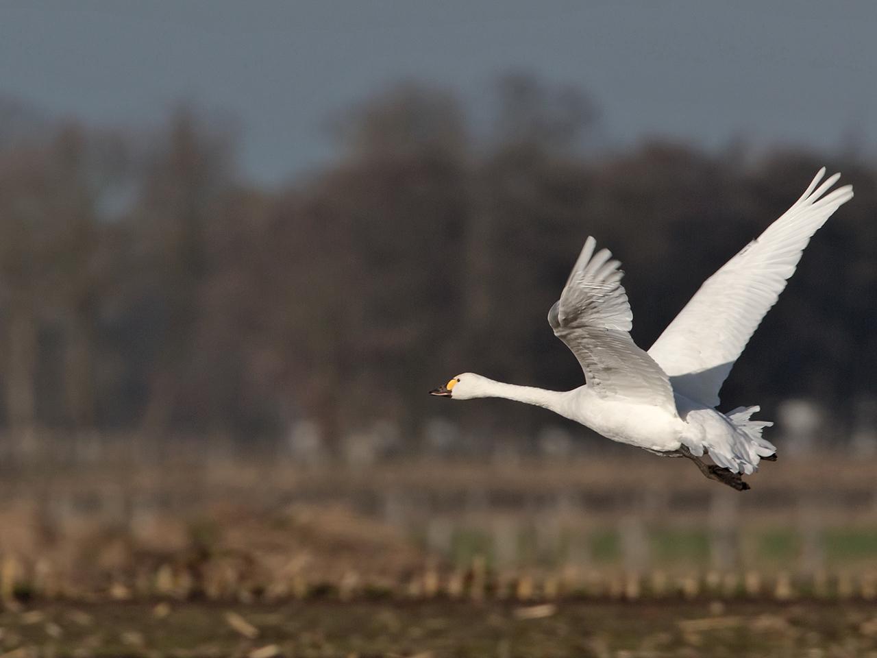 Kleine-wilde-zwaan-20131130g12807X1A9844a.jpg