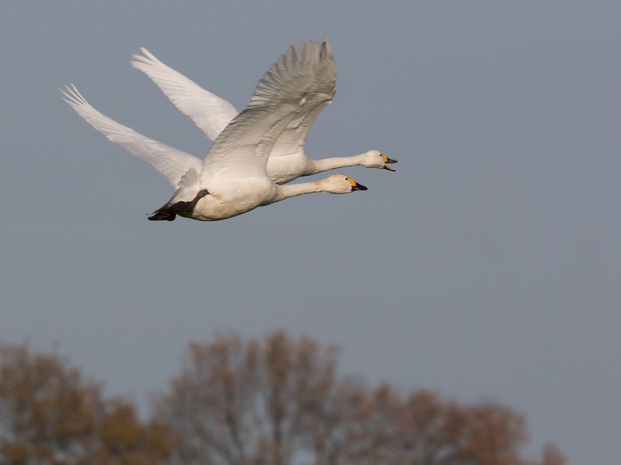 Kleine-wilde-zwaan-20131130g12807X1A9846a.jpg