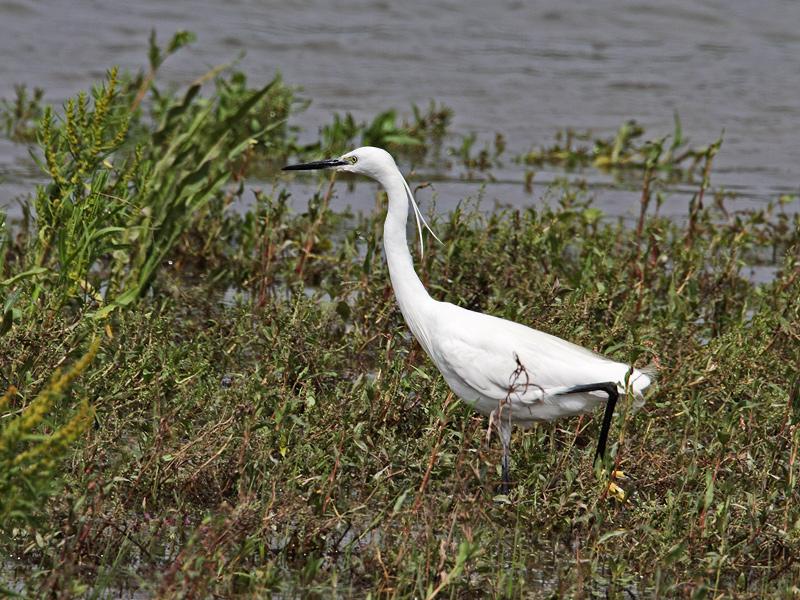 Kleine-zilverreiger-20110810IMG_8895a.jpg