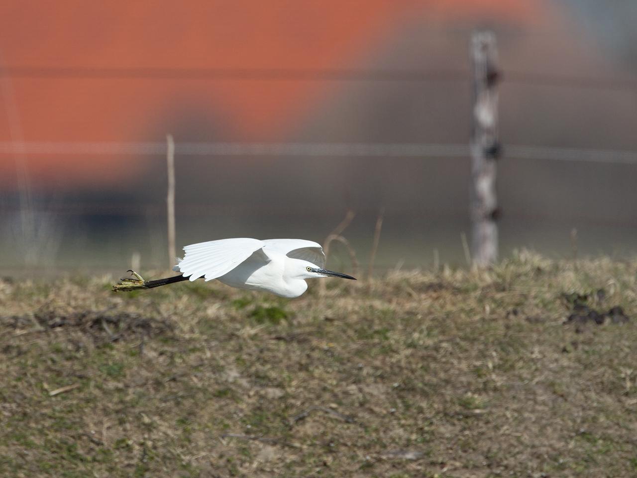 Kleine-zilverreiger-20150312g12807X1A3064a.jpg