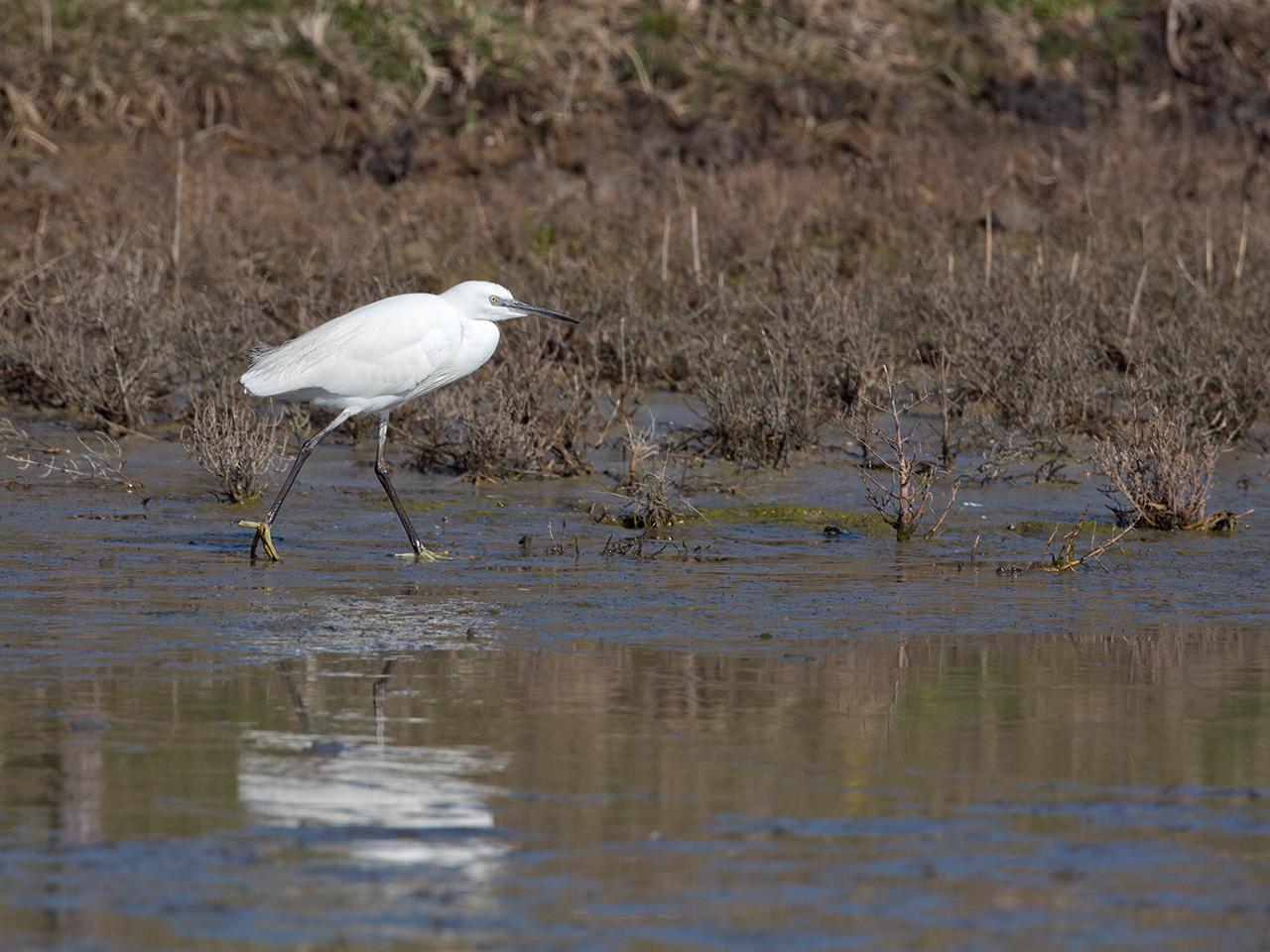 Kleine-zilverreiger-20150312g12807X1A3071.jpg