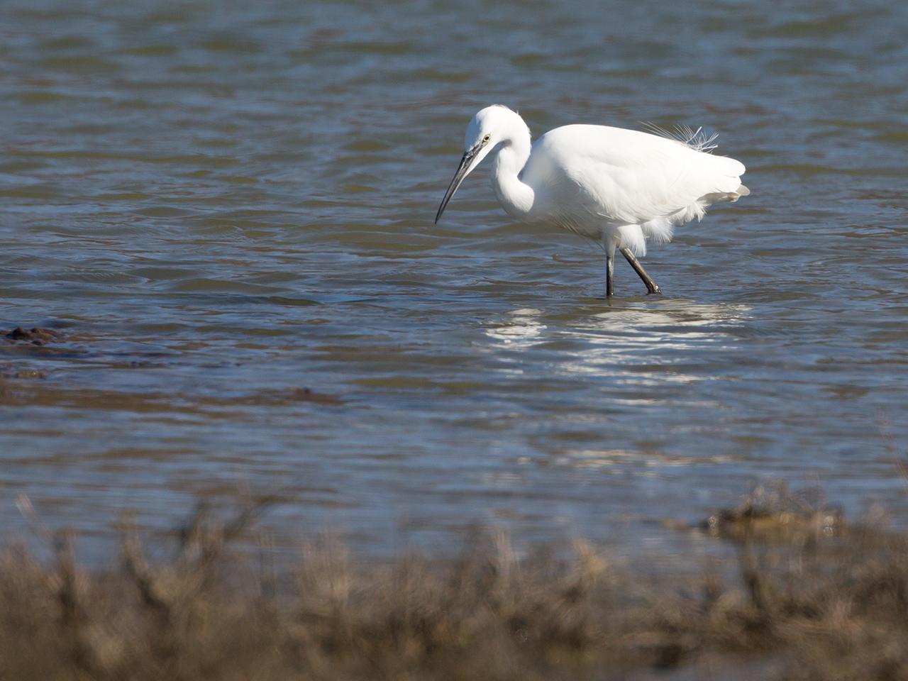 Kleine-zilverreiger-20150312g12807X1A3089a.jpg