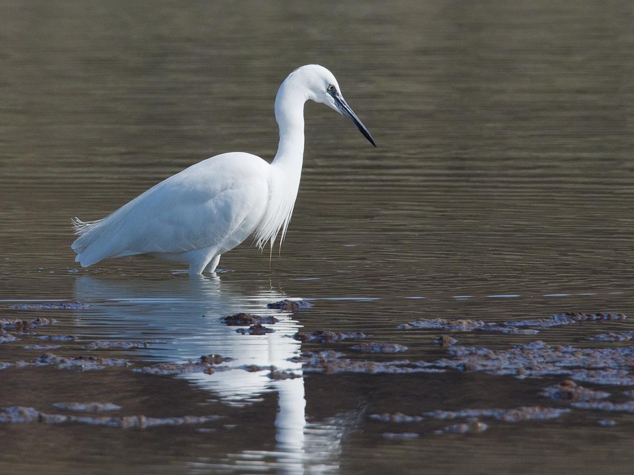 Kleine-zilverreiger-20150317g12807X1A3162a.jpg