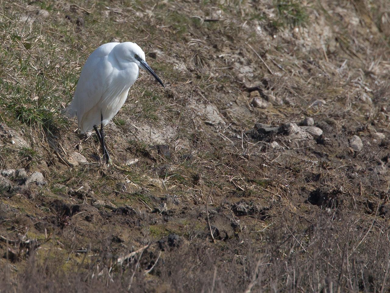 Kleine-zilverreiger-20150317g12807X1A3170a.jpg