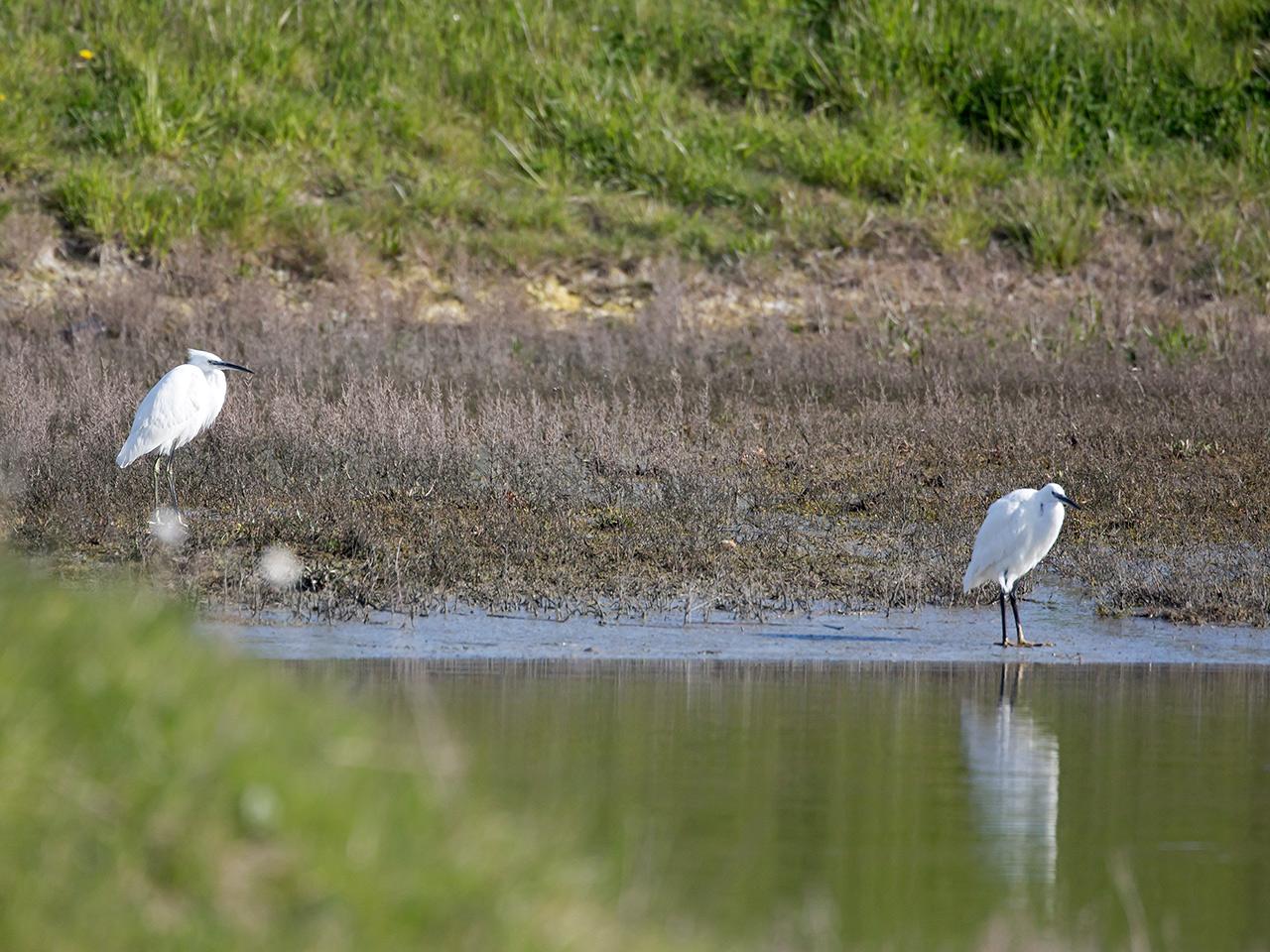 Kleine-zilverreiger-20160421g12807X1A4274a.jpg