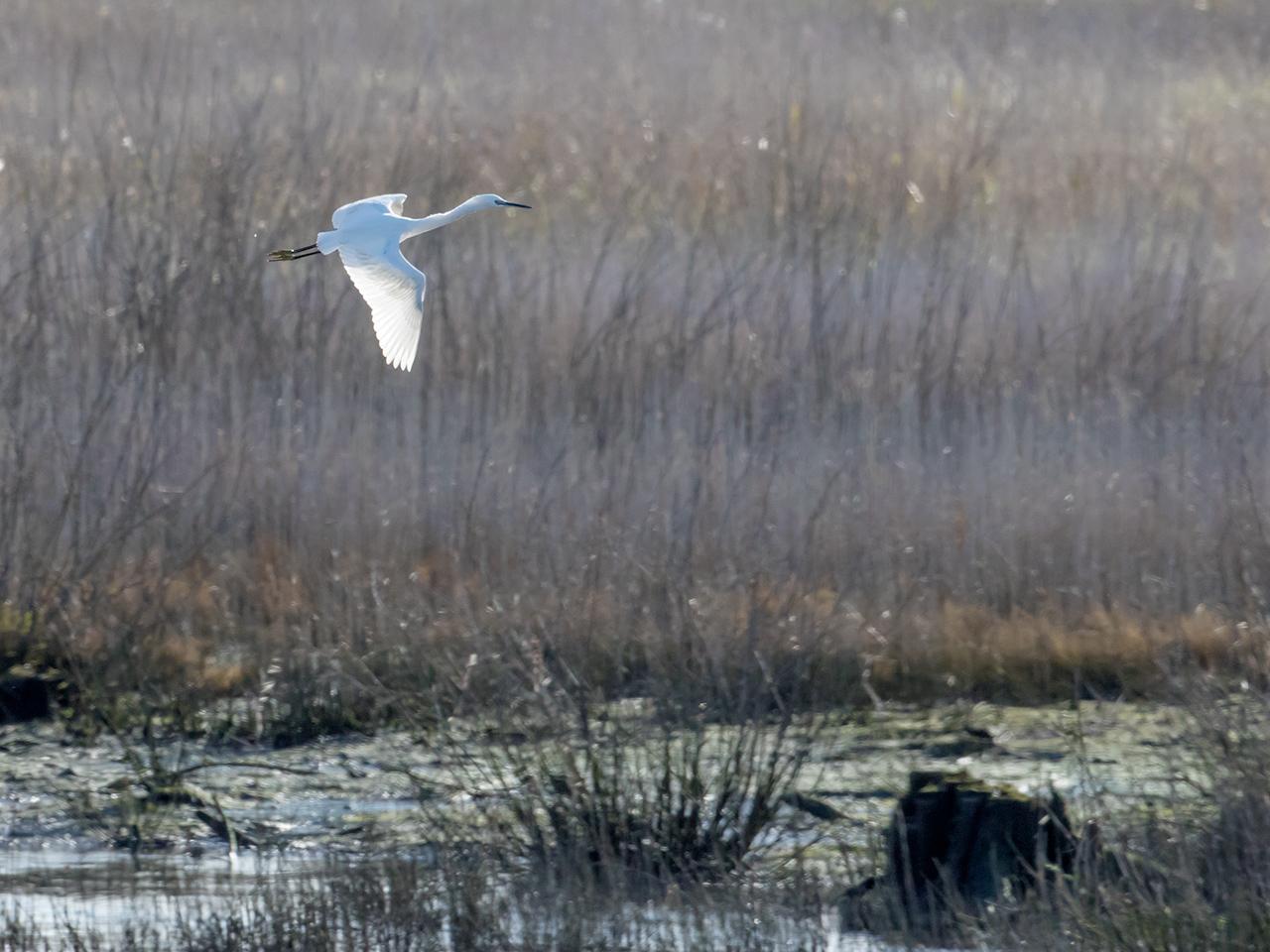 Kleine-zilverreiger-20171106g1280YSXX9519a.jpg