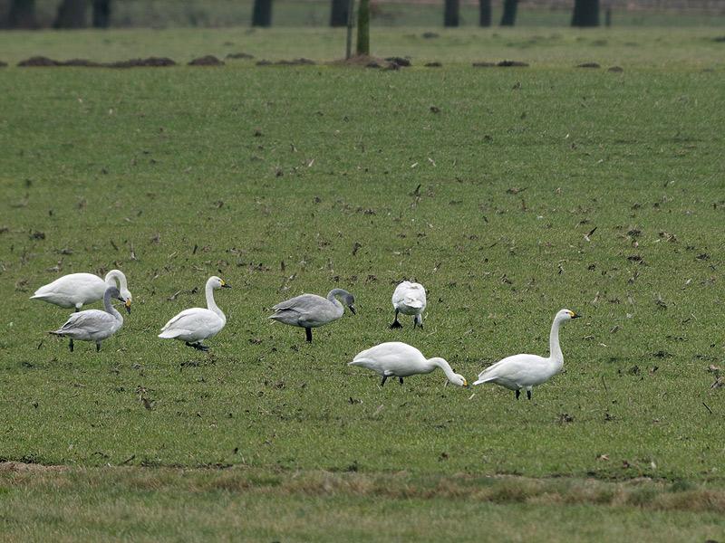 Kleine-zwaan-20100221P1110196a.jpg